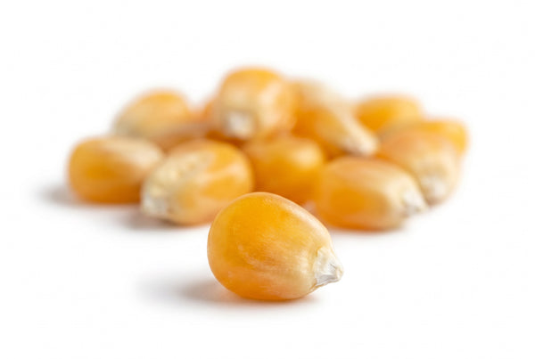 Pop Corn Mısır
